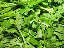 coriander in tagalog meaning|How to Say Coriander in Filipino .